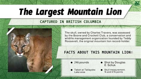 The Largest Mountain Lion Was the Size of an NBA Player — 3 Reasons It ...