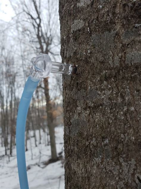Image result for How Maple Syrup Made
