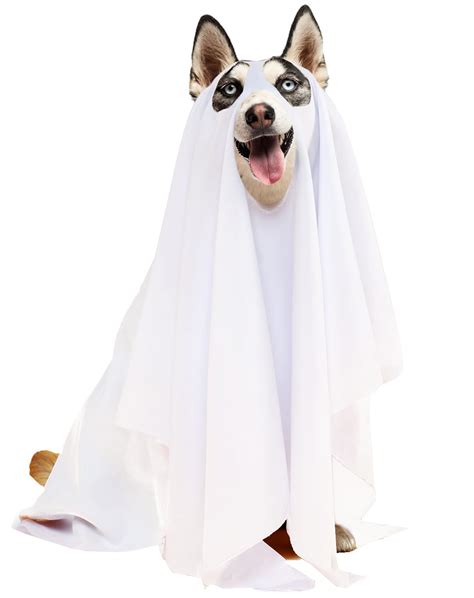 Ghost Dog Costume Ghost Trend With My Dog Spooky Dog Halloween