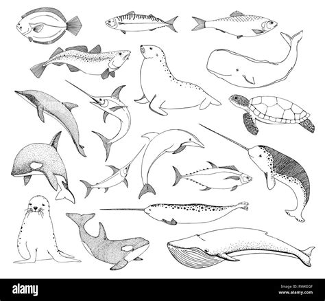 How To Draw Sea Animals Easy