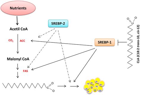 Nutrigenomics and Beef Quality: A Review about Lipogenesis