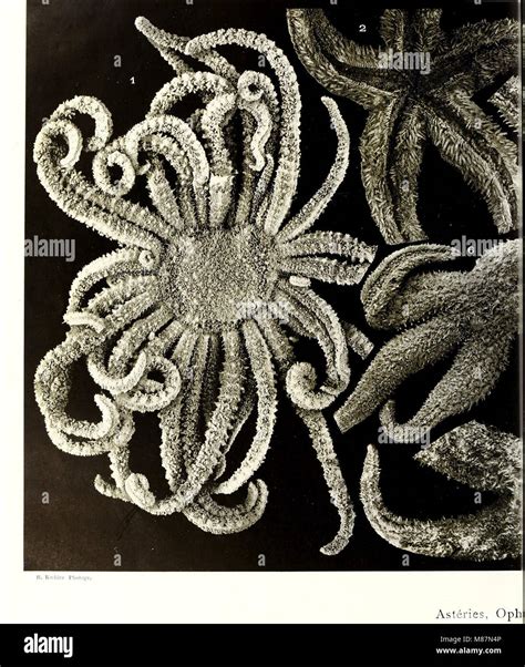 Echinoderms Examples 的图像结果