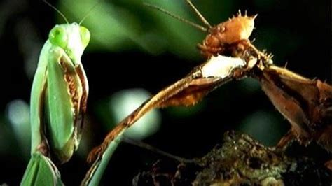 螳螂大战竹节虫（精彩片段）-纪录片视频-免费在线观看-爱奇艺