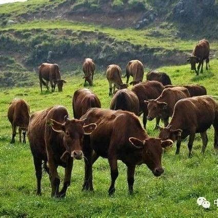 500头牛的牛场设计图,大型1000头牛舍,500头牛舍建设图_大山谷图库