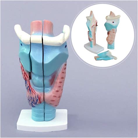 Buy Larynx Anatomical Model - Human Organ Anatomical Model Throat Model ...