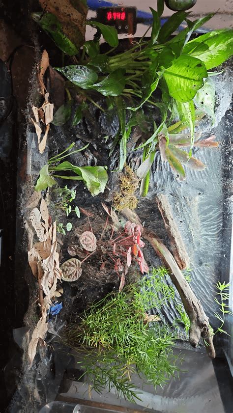 Image result for Silver Spring Tails