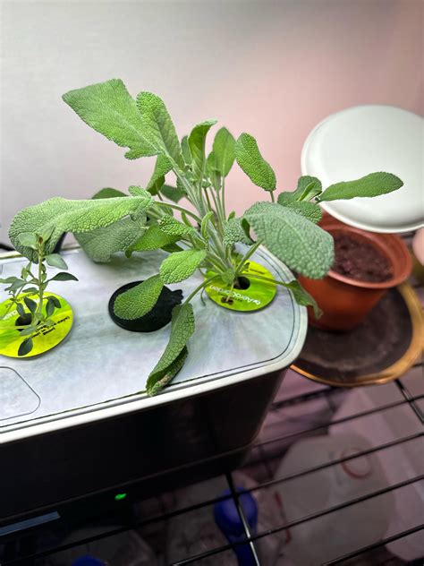 Sage and Thyme : r/aerogarden