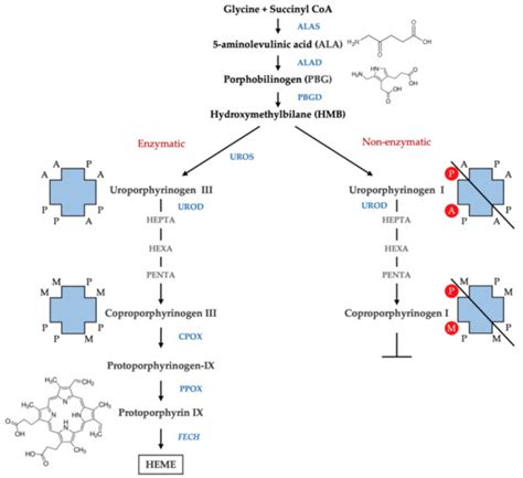 Laboratory Diagnosis of Porphyria