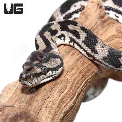 Image result for Axanthic Jungle Carpet Python