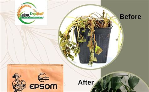CROPKRAFT Epsom Salt for plants (500 gm) | Contains Magnesium Sulfur ...