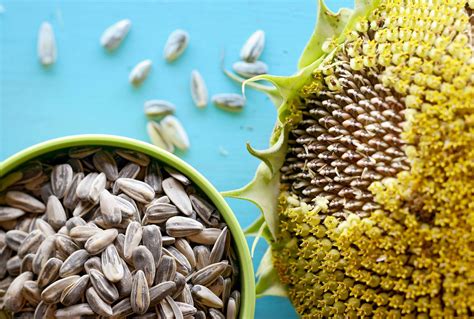 Image result for How Do They Shell Sunflower Seeds
