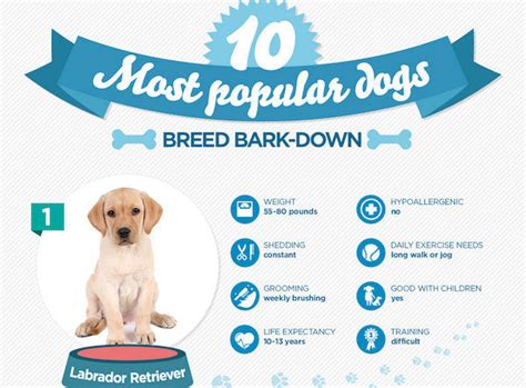 Popular Dog Breed Guides : most popular dogs