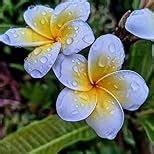 Motorola Edge 50 Neo 5G (Pantone Poinciana, 8GB RAM, 256GB Storage ...