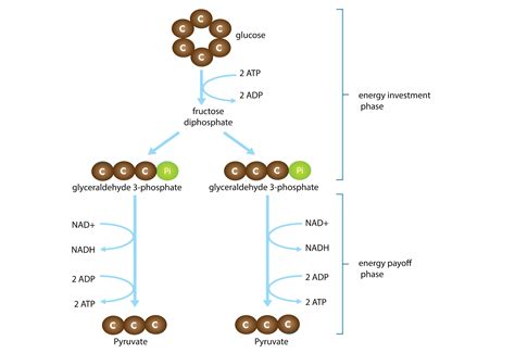 Schematic Representation Of Key Reactions Of Glycolysis