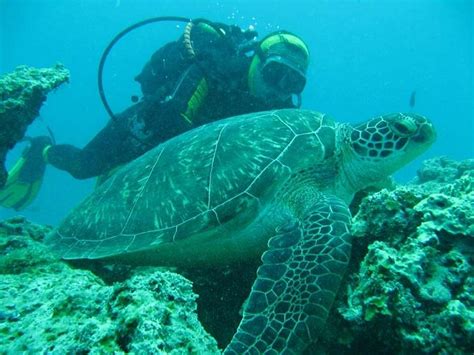 ZANZIWORLD DIVERS - All You Need to Know BEFORE You Go 2026 (with ...