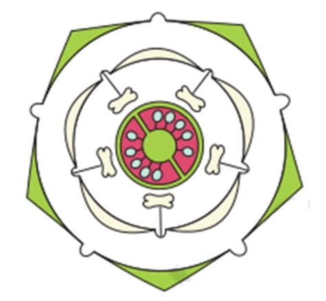 Enumerate the diagnostic characters, floral formula and floral diagram ...