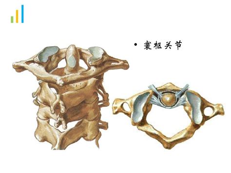 Image result for Vertebrae Alignment