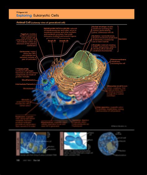 Generalized Cell Structure 的图像结果
