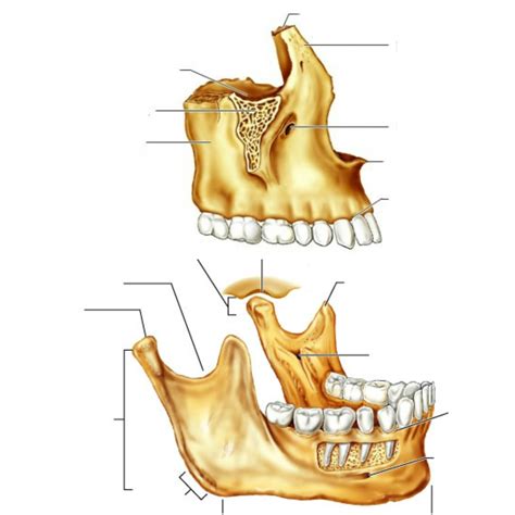 Maxilla and Mandible Diagram | Quizlet