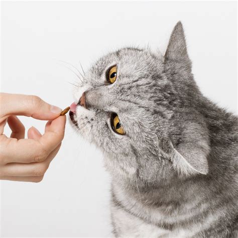 Soothing Diets For Cats With Diarrhea | Pet Care Tips. What To Feed A Cat With Diarrhea