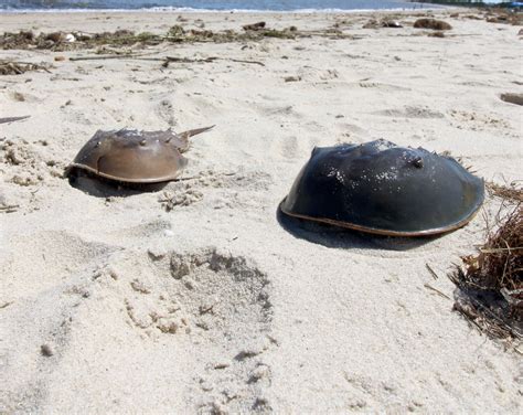 Despite bait harvesting concerns, Delaware horseshoe crab population sustainable | Bay to Bay News