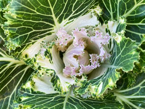 Do Deer Eat Lavender? Your Questions Answered