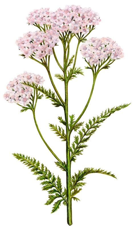 yarrow botanical illustration