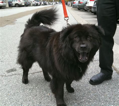 Chow Chow Amarillo Mezcla De Labrador