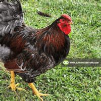 Image result for Different Types of Chicken Poop