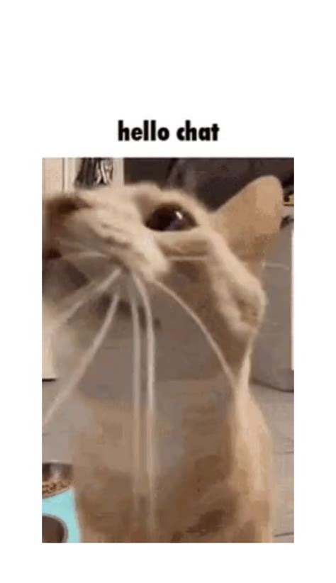 Image result for Hello Chat Meme