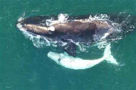 This Clip Of Drone Footage Captures A Rare White Whale Calf With Her ...