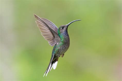 Hummingbird Migration in Southern California 的图像结果