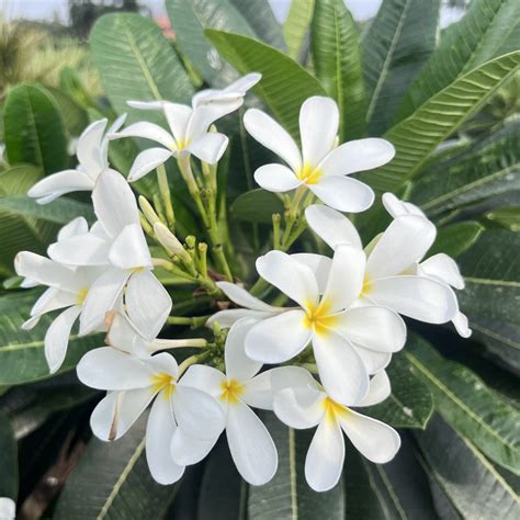 Beautiful Plumeria Alba No. 01 Narrow Leaf Frangipani Plant for Sale ...