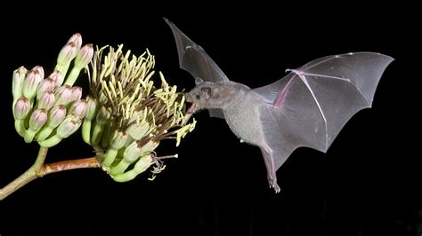 Image result for Bat Pollination