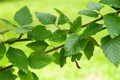 How to Grow and Care for River Birch