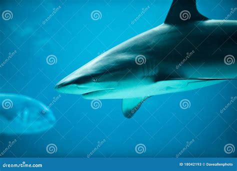 Sea Shark 的图像结果