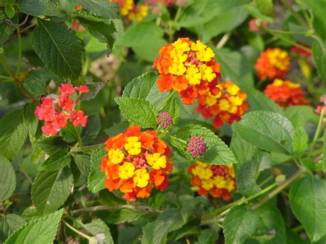 PLANTanswers: Plant Answers > 12 Months of Watersaver Landscape Color ...