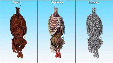 Image result for Male Reproductive System Torso Model