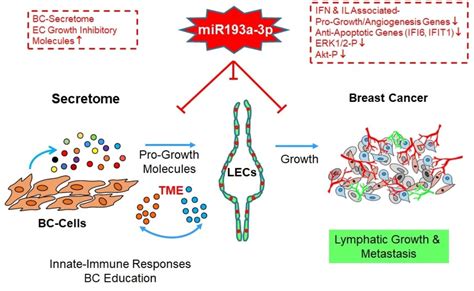 Transcriptomic and Functional Evidence That miRNA193a-3p Inhibits ...