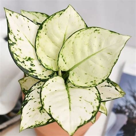 Aglaonema Super White Live Plant ( Aglaonema spp) – veliyathgardens
