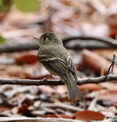 ML600073441 - Western Flycatcher (Pacific-slope) - Macaulay Library