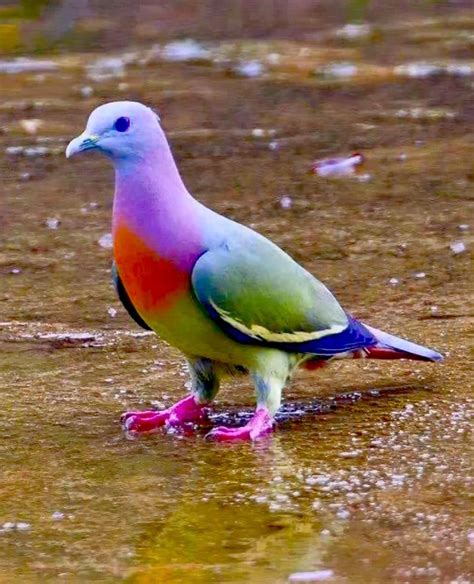 Is the venezuelan poodle moth real – Artofit