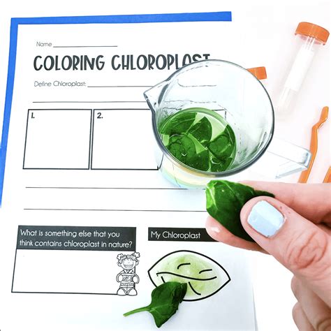 Image result for Plant Lesson First Grade