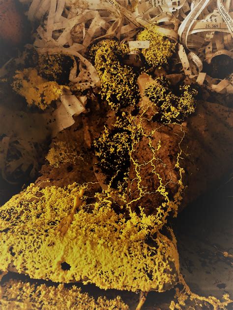 Plasmodial Slime Molds