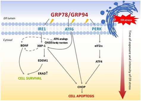 The Importance of Endoplasmic Reticulum Stress as a Novel ...