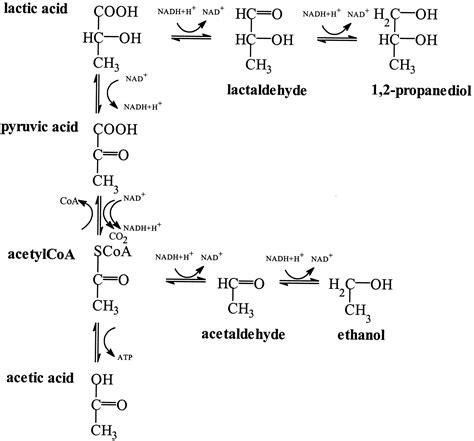 Anaerobic Conversion