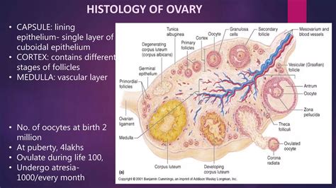 Anatomy of uterus and appendages | PPTX