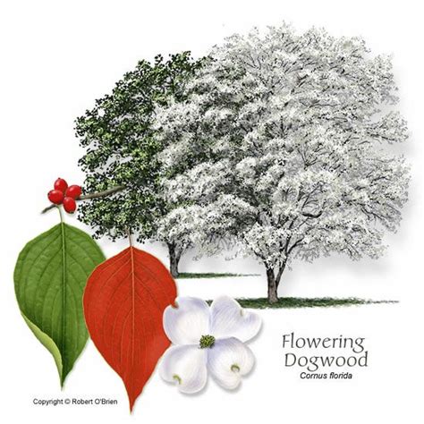 Planting Tree Guide NParks 的图像结果