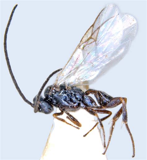 Braconidae