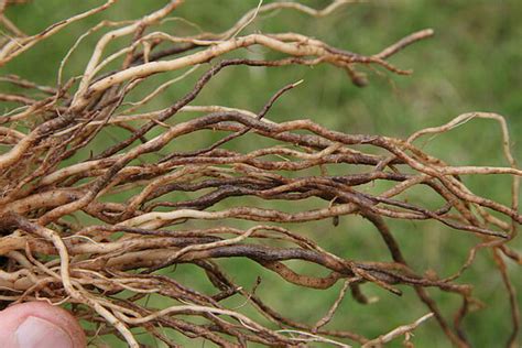 Brown root rot, corky root rot - Prevention, Control and Damage